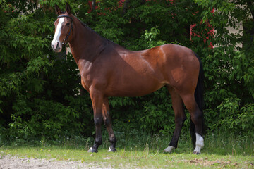 Dressage sport horse on a green background in summer farm
