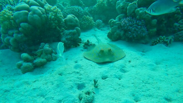 Reef Stingray lies on sandy bottom under coral reef, front side. Blue spotted Stingray or Bluespotted Ribbontail Ray (Taeniura lymma). Forward movement approaching the Stingray