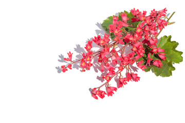 On a white isolated background, fresh sprigs of blooming red garden geyhera.Design element.