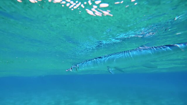 Close up of Garfish swim under surface of water under waves. Sea Needle fish swimming in the blue water on sunny day