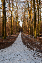 path in the woods