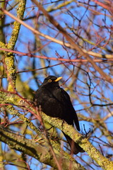 blackbird on a branch