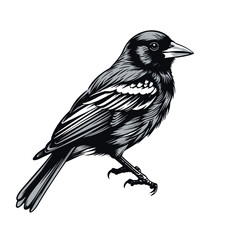 bird, animal, vector, silhouette, illustration, nature, crow, black, birds, isolated, raven, white, wildlife, branch, feather, beak, wing, art, icon, bullfinch, robin, winter, fly, tree, pigeon
