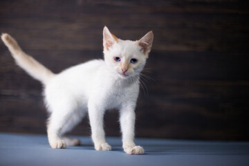 White little kitten on a dark wooden background