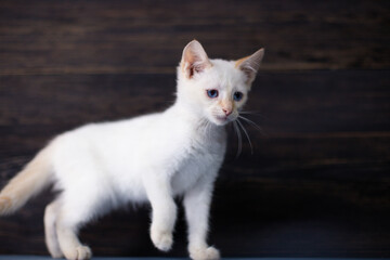 White little kitten on a dark wooden background