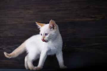 White little kitten on a dark wooden background
