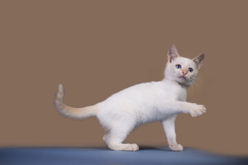 White playful kitten on a blue background