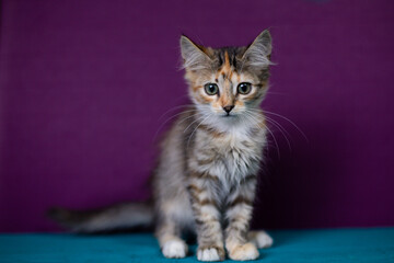 Fluffy little kitten on a purple background