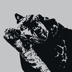 The cat appears to be grooming itself, with one paw raised near its face, and its expression is focused and intense.