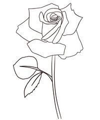 Rose, line art