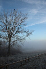 Arbre dans la brume 