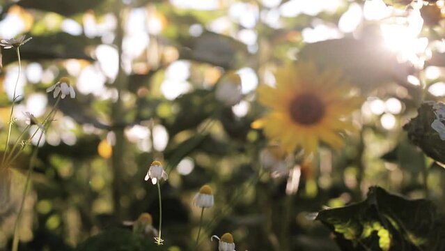 Tło z kwiat&oacute;w, piękny bokeh