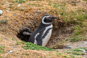 Close-up of penguins at Magdalena Island in the Strait of Magellan