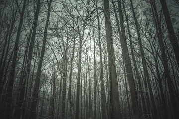 Fototapeta premium trees in the forest