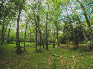 A summer walk through the green forest full of vegetation. Hike on a trail in the New Forest National Park