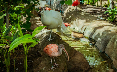 Close up of Tropical birds in the zoo