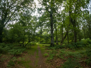 Fototapeta na wymiar A summer walk through the green forest full of vegetation. Hike on a trail in the New Forest National Park