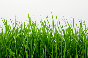 Obraz premium Fresh green grass with dew 