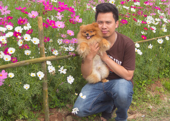 asian man with pomeranian dog in cosmos flower garden