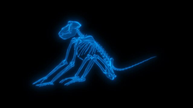 4k Baboon Skeleton. technology video, Baboon Skeleton. technology video, Baboon Skeleton. 360 turn, Baboon Skeleton. wireframe video