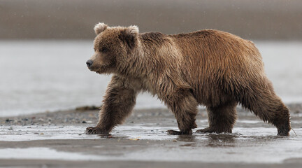 A young grizzly cub walking along the shore © Donna Feledichuk