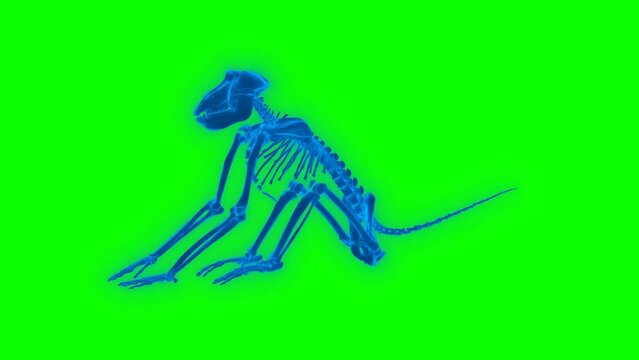 4k Baboon Skeleton green screen technology video. Baboon Skeleton technology video, Baboon Skeleton 360 turn, Baboon Skeleton wireframe video	
