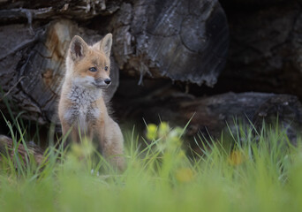 A red fox kit in front of a log pile