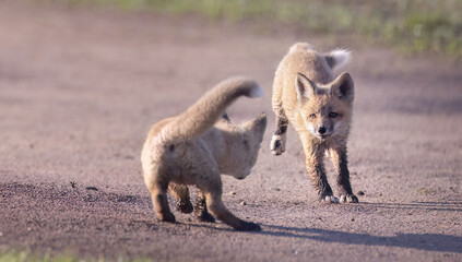 Red fox kits playing