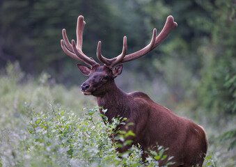 A bull elk with its antlers in velvet