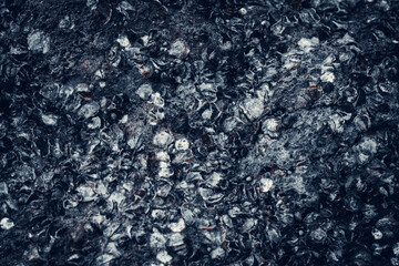 Abstract background. Oyster texture background on coral