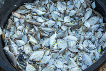 Piles of fresh sea fish caught by fishermen in the morning and sold at the local market on the beach