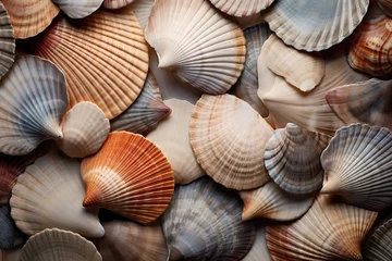 Deurstickers A variety of seashells in different colors © Serhii