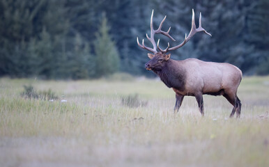 A bull elk in a meadow