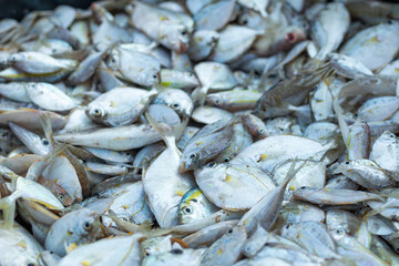 Piles of fresh sea fish caught by fishermen in the morning and sold at the local market on the beach