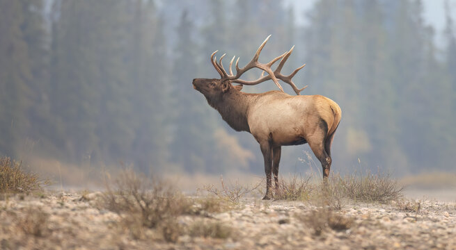 A bull elk from the side with its head tilted back