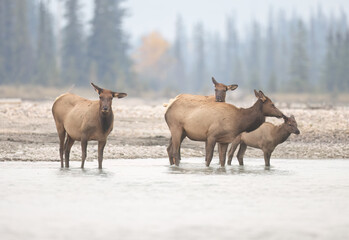 Naklejka na ściany i meble A group of cow elk standing in a river