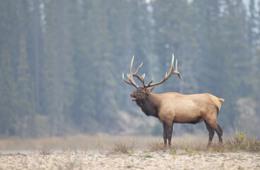 A bull elk from the side with head slightly turned