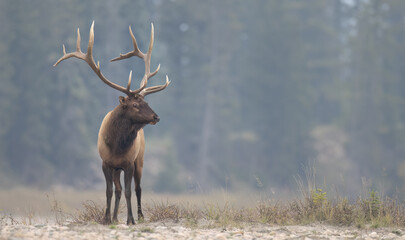 A bull elk in front of a forest