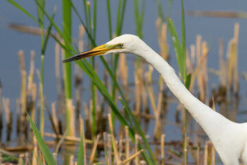 Great egret, Ardea alba. A bird hunting on the river bank, close-up