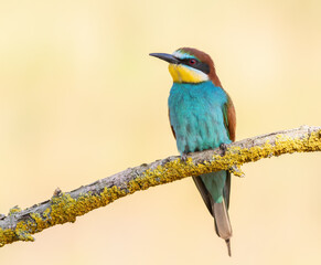 European bee-eater, merops apiaster. A bird sits on a branch on a smooth background