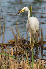 Great egret, Ardea alba. A bird hunts while walking along the river bank