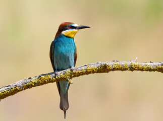 European bee-eater, merops apiaster. An early morning bird sits on a branch, flat background