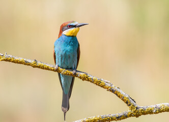 Obraz premium European bee-eater, merops apiaster. A bird sits on a branch on a smooth background