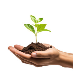hand holding seeding plant and isolated transparent background