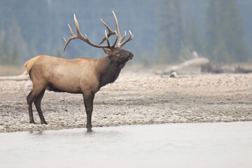 A bull elk beside a river
