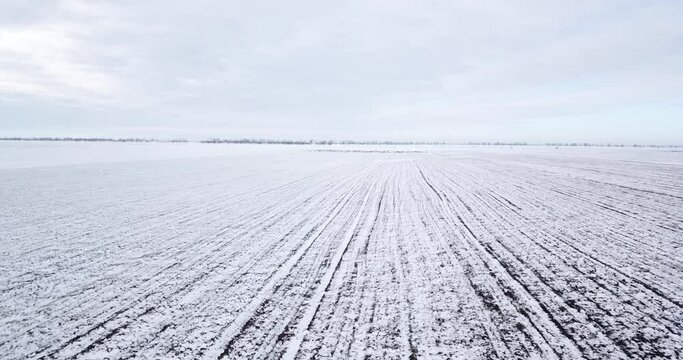 snow on the field, snowy winter landscape, birds in winter, nature, geese, animal world of Ukraine, birds over the field, horizon, cloudy weather, winter sky