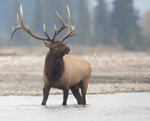 A bull elk head turned standing in a river
