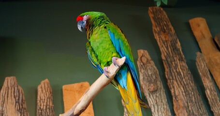 Bright colorful bird Lesser Military Macaw preens gracefully on branch of tree in close-up Colorful...