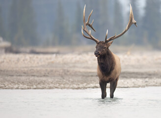 A bull elk turned slightly to the left standing in a river