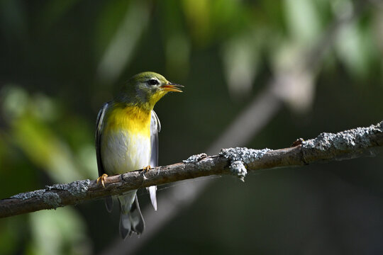 Spring scene of a colorful male Northern Parula Warbler  singing